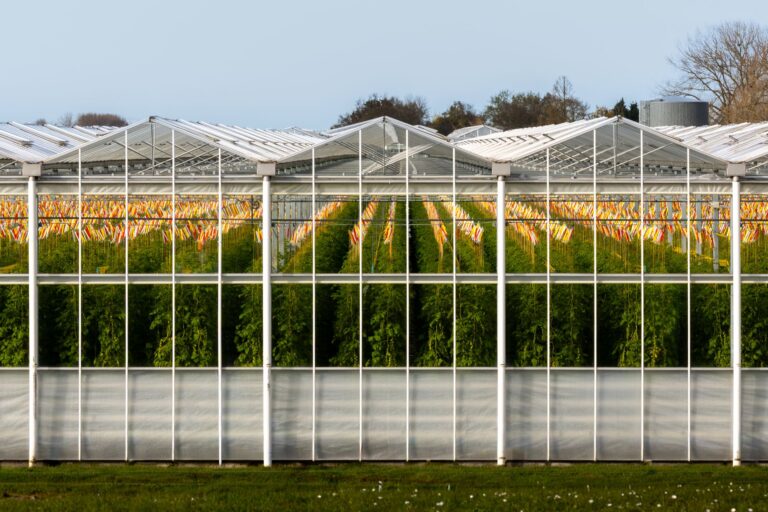 Greenhouse robots tomato