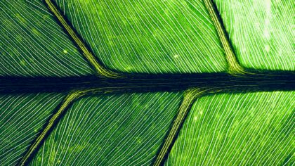 How bio-inspired design is giving everyday technology a quiet upgrade