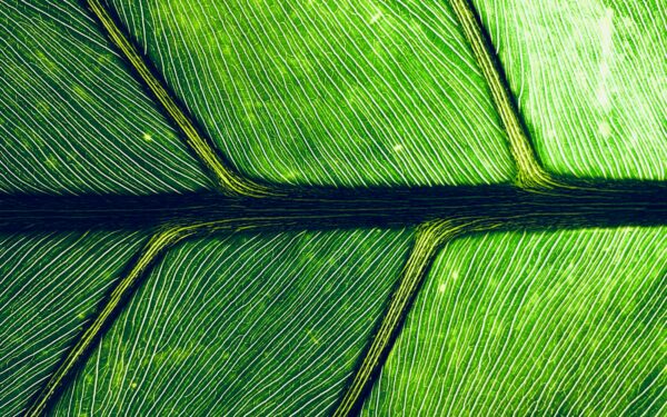 How bio-inspired design is giving everyday technology a quiet upgrade