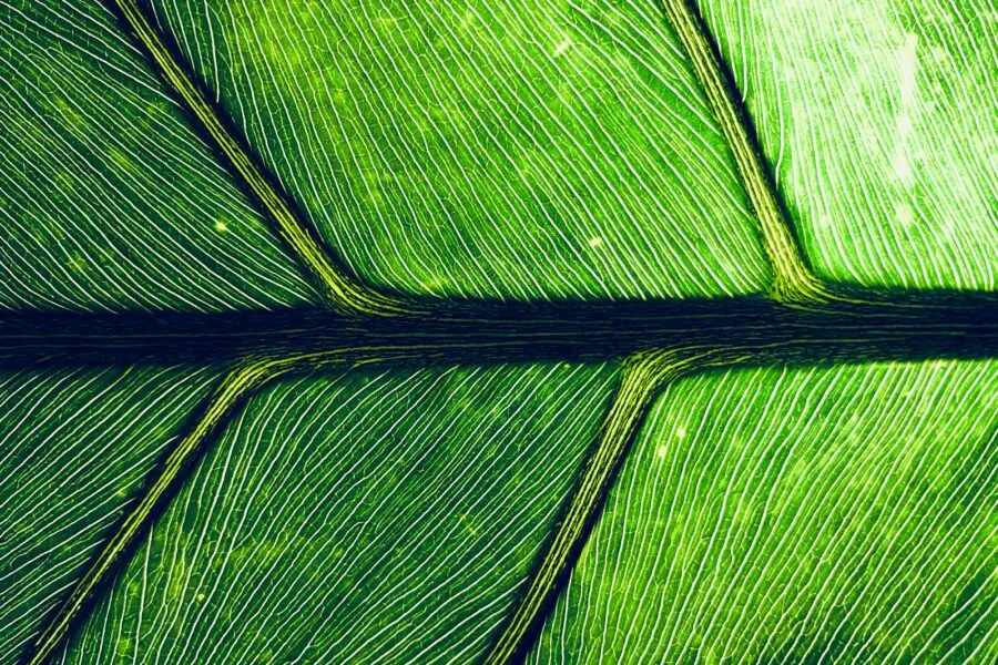 Close green leaf