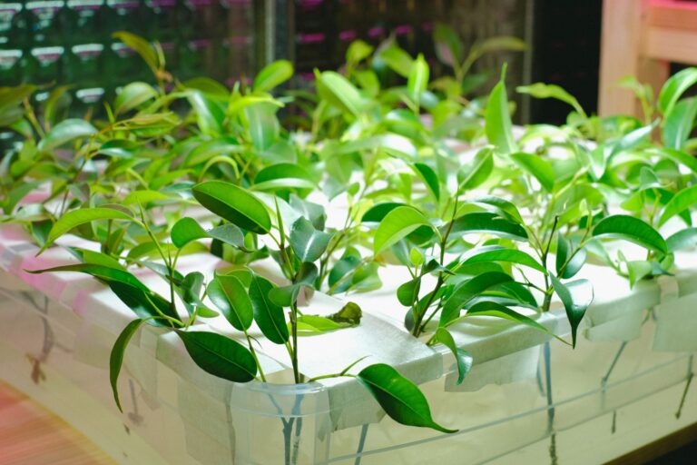 Shipping container hydroponic