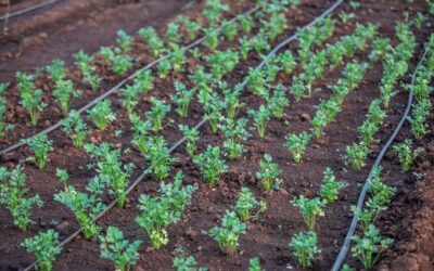 How smart irrigation is helping farms save water without hurting yields
