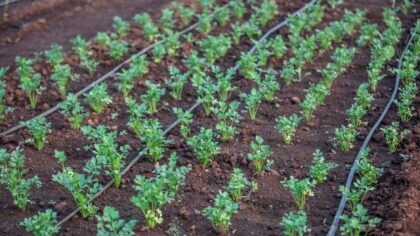 How smart irrigation is helping farms save water without hurting yields