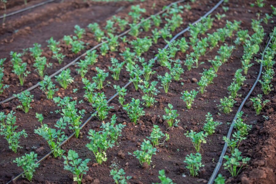 Irrigation drip lines