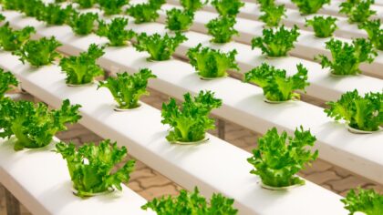 How vertical farming is moving from niche experiment to practical urban food source