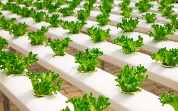How vertical farming is moving from niche experiment to practical urban food source