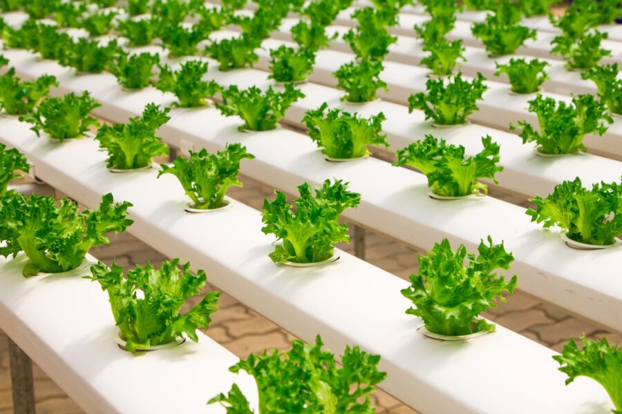Indoor vertical farm