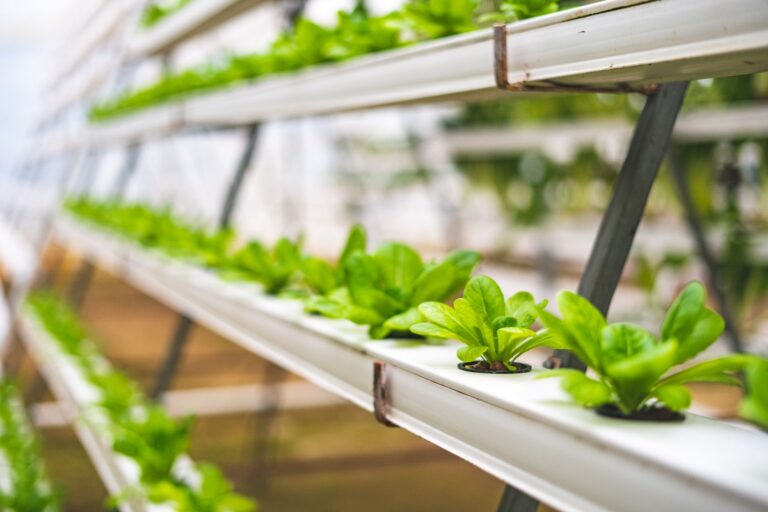 Hydroponic lettuce close